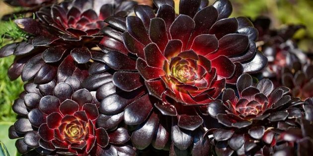 Sukulenty: Aeonium Schwarzkopf