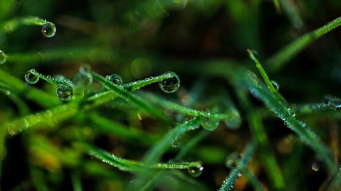 Tapety: Dew na tráve