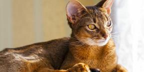 Habešská mačka: charakter, podmienky zadržania a nielen