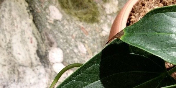 Ako zaobchádzať s anthurium, ak špičky listov stmavnúť a suché
