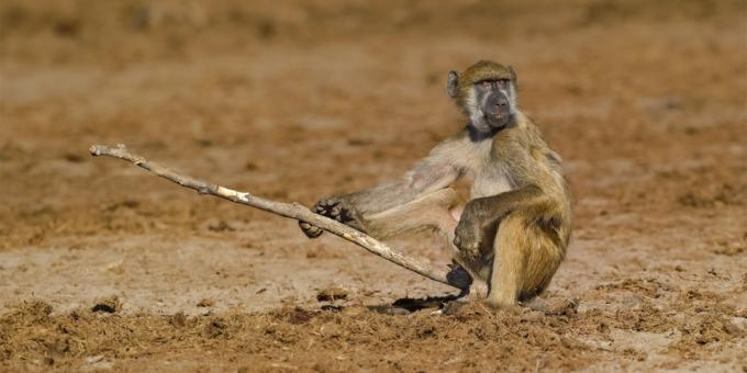 Najabsurdnejší fotky zvierat - opice s palicou