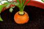 Mini-záhrada v byte: Ako pestovať zeleninu, bylinky, a dokonca aj jahody doma