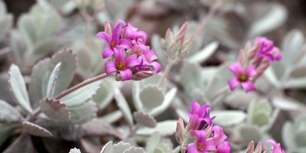 Sukulenty: Kalanchoe pumila