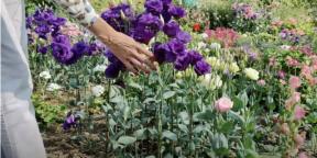 Výsev eustomy pre sadenice: kedy a čo robiť, aby kvety boli už v júni