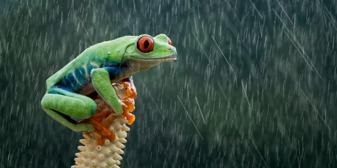 2019 najlepší obraz: červeno-eyed frog