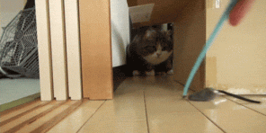 5 dôvodov, prečo mačky toľko ako krabica