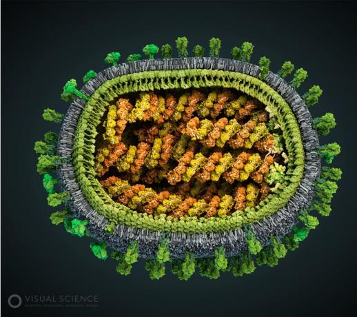 Model chrípkového vírusu