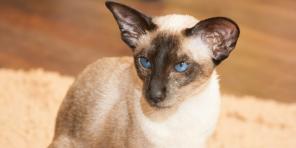 Siamská mačka: popis plemena, charakter a starostlivosť