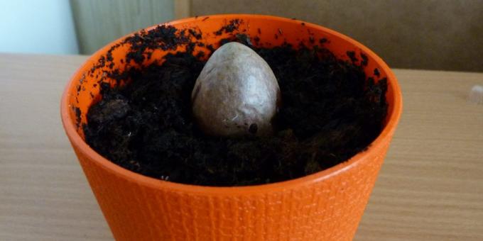 Ako pestovať avokádo z kameňa: Kameň v hrnci