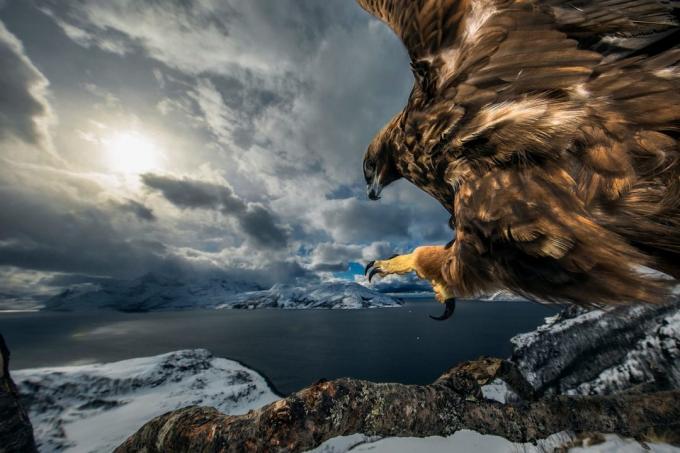 20 najlepších fotografií prírody v roku 2019 v závislosti od povahy fotograf roka