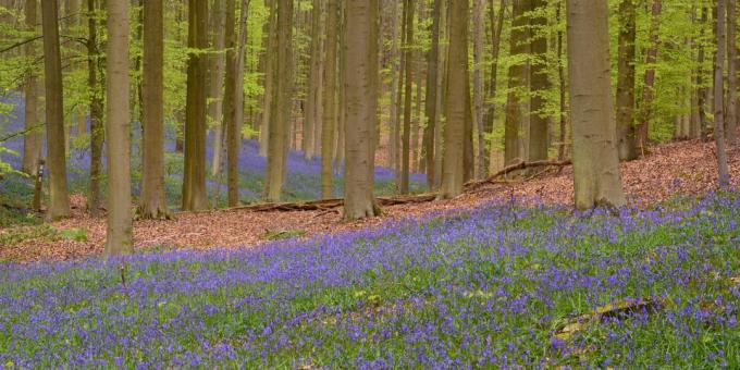 Kam v Európe: Les Hallerbos, Belgicko