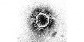 Ako dlho vydrží imunita voči novému koronavírusu?
