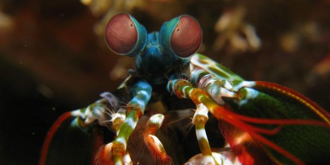 Neobvyklé zvieratá: krevety nábožné (Squilla mantis)