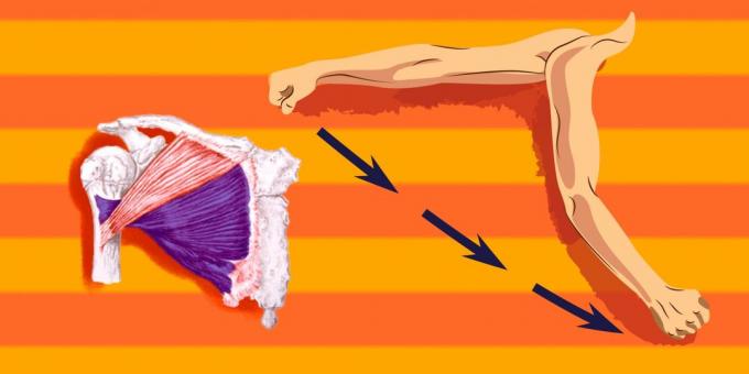 Cvičenie na prsné svaly: načítať viac než spodnej časti prsný sval, máte pridelené k ramenu preložiť dopredu a dolu