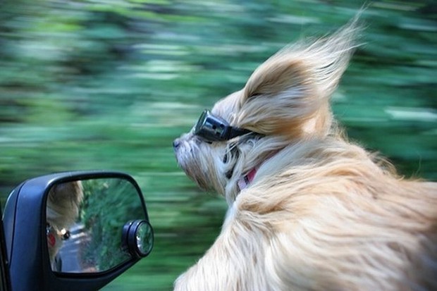 Pes za volantom