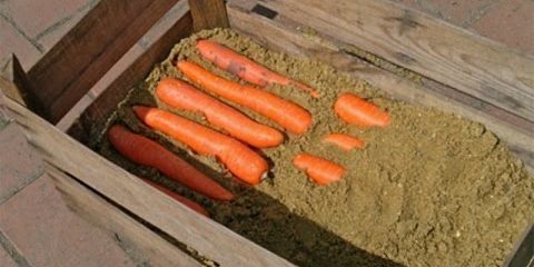 Ako uchovávať mrkva v škatuliach: Alternatívne vrstiev až do konca mrkvy