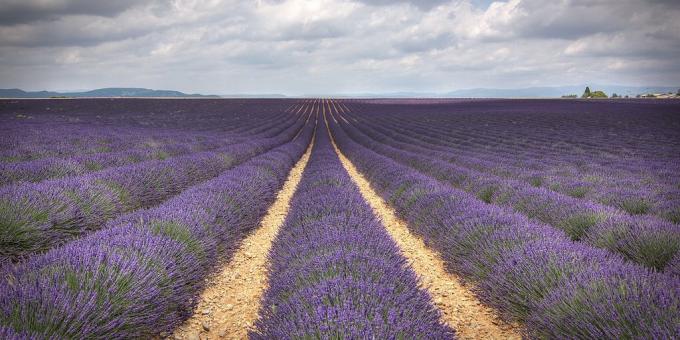 Kam v Európe: Lavender poľa, Provence, Francúzsko