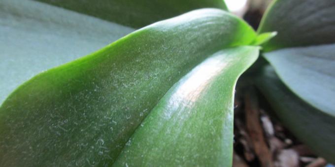 Ako zalievať orchidea: zbaviť prachu na listoch, zaistíme pre sprchovú závod