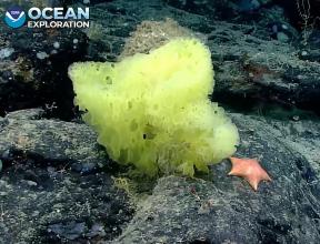 Hlboko ponorné zariadenie spozorovalo „SpongeBob“ a „Patrick“ na dne oceánu