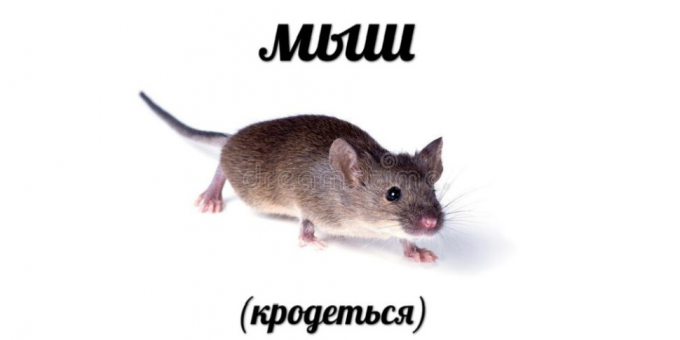 Najčastejšie vyhľadávania v roku 2018: Mouse (krodotsya)