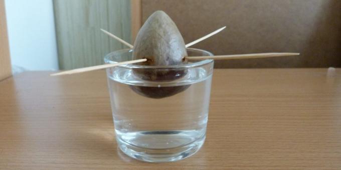 Ako pestovať avokádo z kameňa: Kameň vo vode