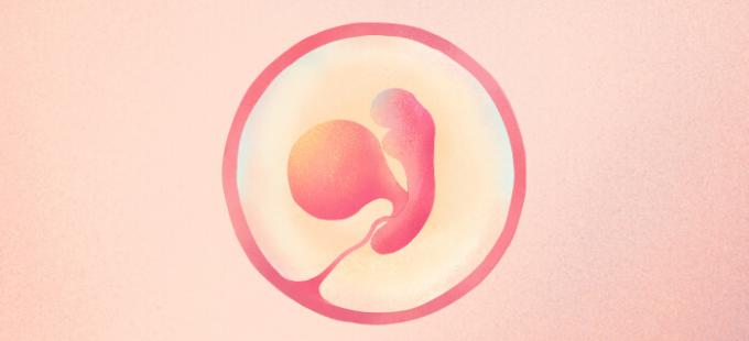 Ako vyzerá dieťa v 5. týždni tehotenstva?