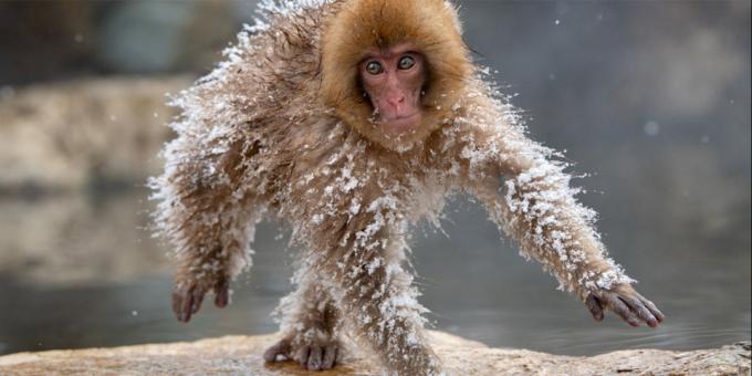 Najzábavnejšie fotky zvieraťa - mrazené monkey