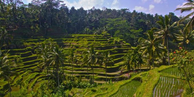Asian území vedome láka turistov: ryžové terasy Tegallalang, Indonézia