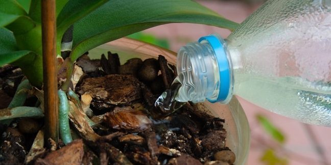 Ako voda orchidea: pokúsiť sa dostať do samotného závodu, kedy sa naleje voda