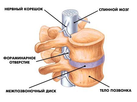 Ako zvýšiť rast po 25 rokoch: štruktúry chrbtice