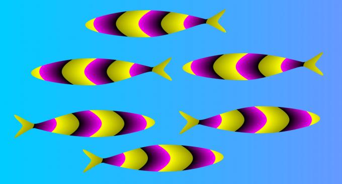 optický klam: ryby