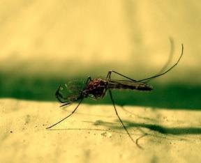 Ochrana pred "pijavice": domáce opravné prostriedky pre komármi a iným škodcom