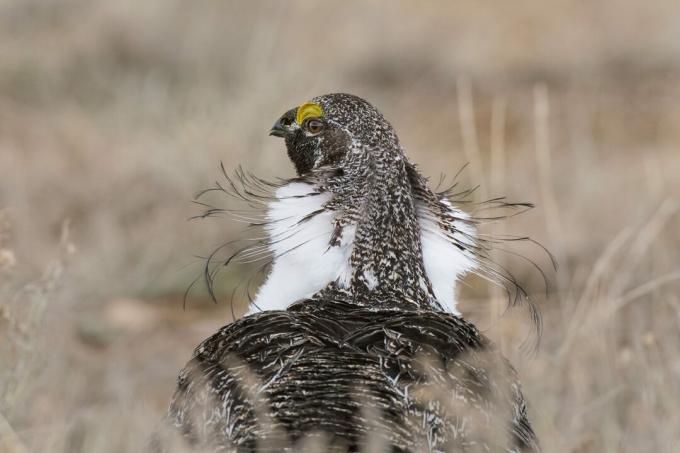 Najlepšie fotografie vtákov zo súťaže National Audubon Society