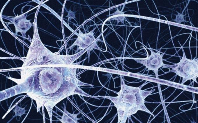 Nervové bunky nemajú regenerovať