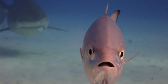 Najabsurdnejší fotky zvierat - ryby