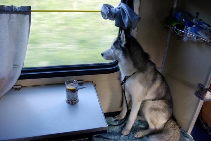 Preprava zvierat vo vlaku