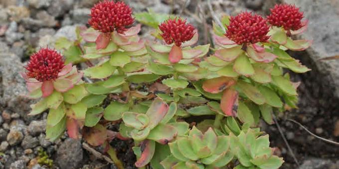 Populárne adaptogény: Rhodiola rosea