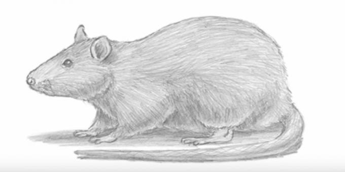 Ako nakresliť realistickú myš alebo potkana