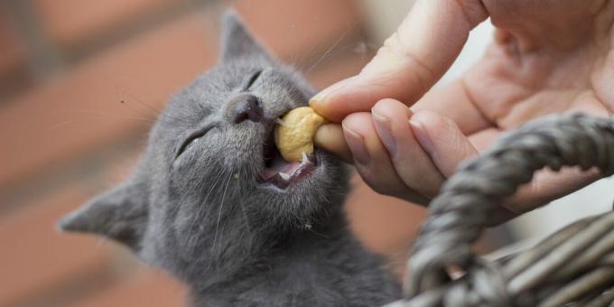 Ako kŕmiť ruskú modrú mačku