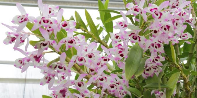 Ako sa starať o orchidey Dendrobium