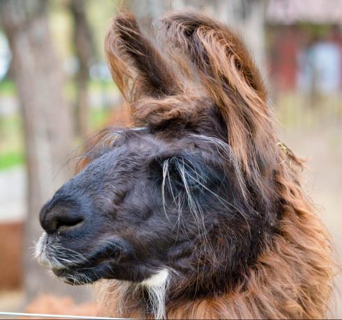 návšteve Argentína: Lama