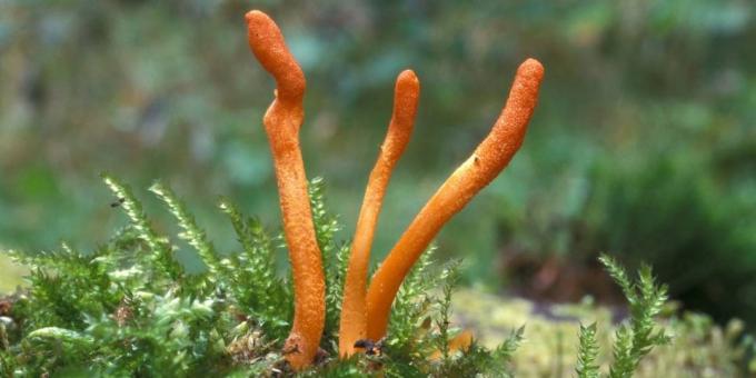 Populárne adaptogény: Cordyceps