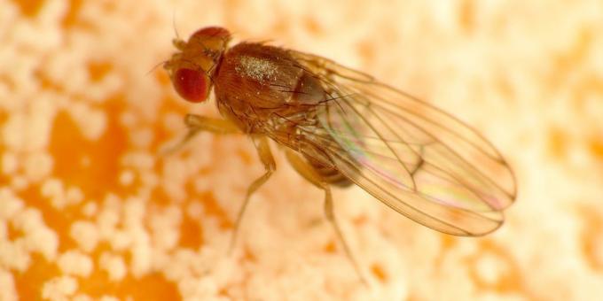 Ako sa zbaviť komárov vo farbách miestnosti: Drosophila