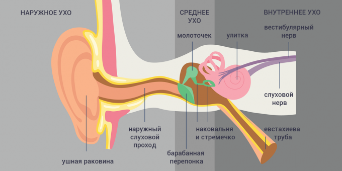 Tubo-otitída: štruktúra ucha 