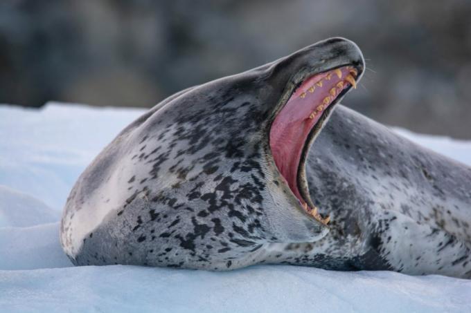 Antarktída: fotografia leopardej pečate