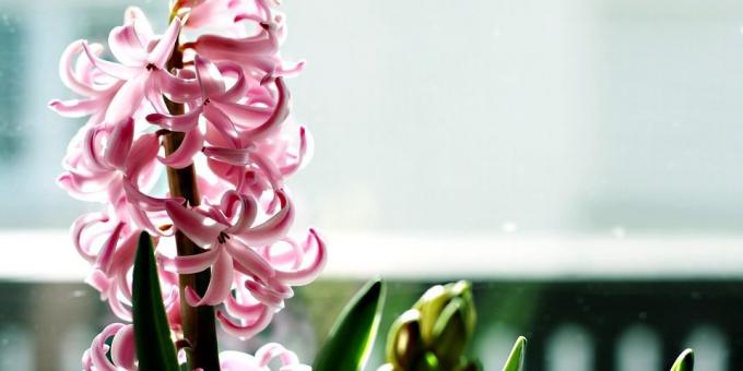 Pre tých, ktorí chcú rásť hyacint starostlivosti o neho - horiacej téma je aktuálna a ako sa postarať o hyacintu počas kvitnutia