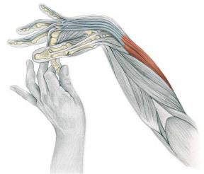 Preťahovanie Anatómia v obrazoch: cvičenie pre ruky a nohy