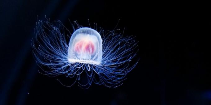 Neobvyklé zvieratá: nesmrteľné medúzy