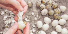 Ako a koľko uvariť prepeličie vajcia