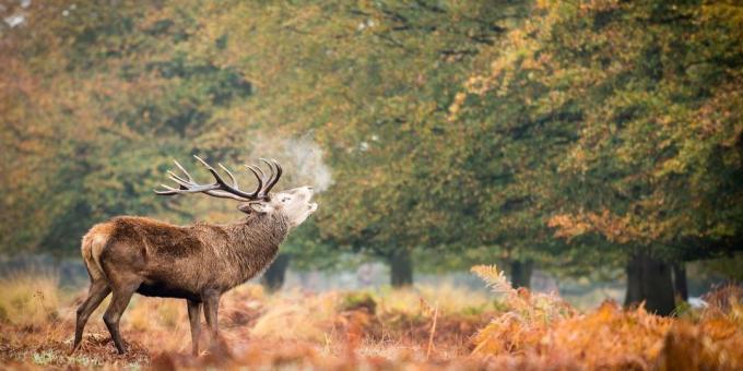 Richmond Park